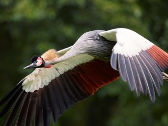 Crested Crane