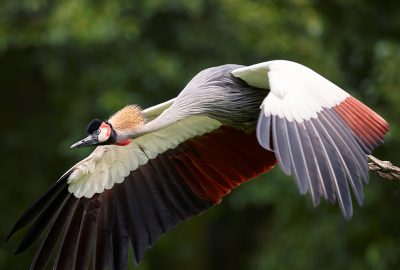 Crested Crane