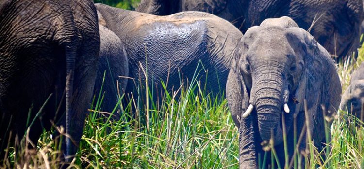 Akagera-National-Park