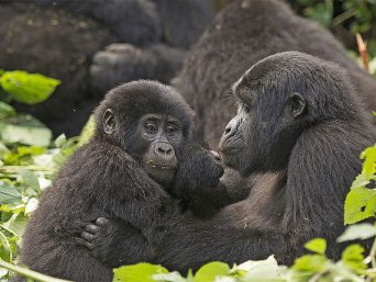 Gorillas bwindi