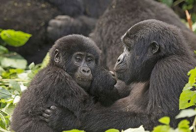 Gorillas bwindi