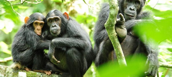 Kibale