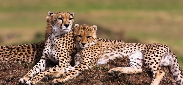 Kidepo-National-Park