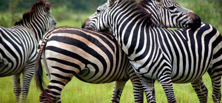 Lake-Mburo-National-Park