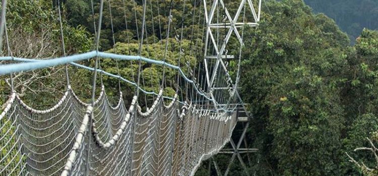 Nyungwe-National-Park