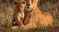 Lions