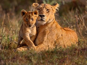 Lions