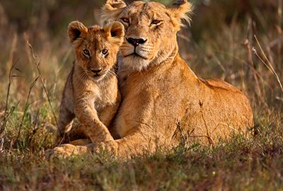 Lions