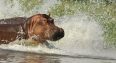 hippo