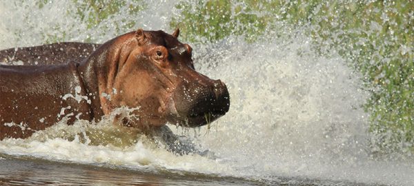 hippo