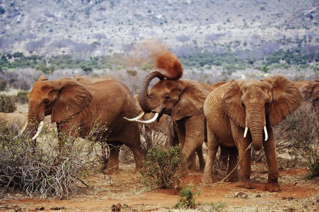 Tsavo National Park