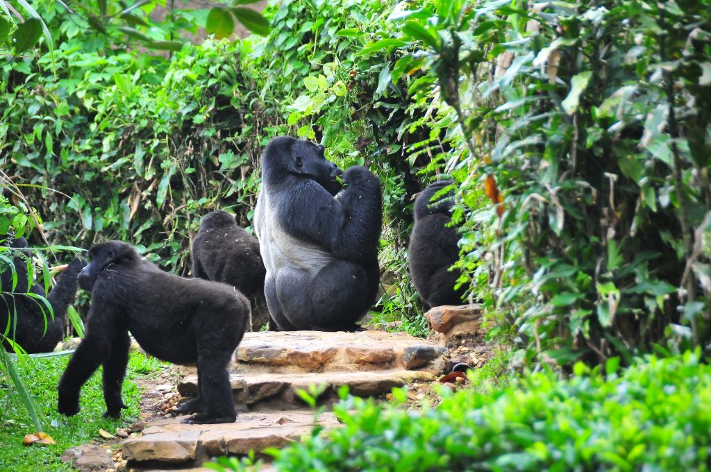 Animals-in-Bwindi-impenetrable-national-park